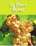 Raisin de Pinot Blanc