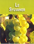 Raisin de Sylvaner
